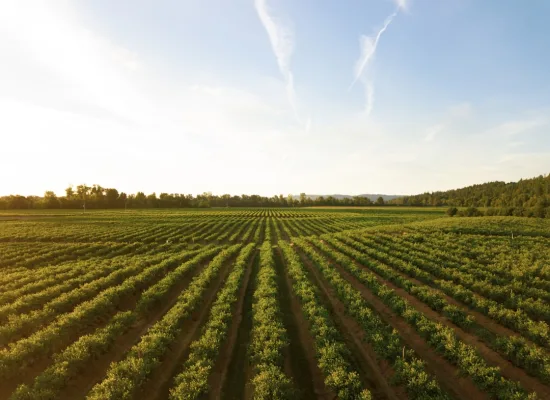 Agricultura Orgânica